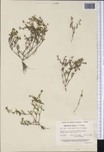 Spergularia marina (L.) Besser, America (AMER) (Canada)
