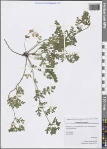 Potentilla supina L., Eastern Europe, Eastern region (E10) (Russia)