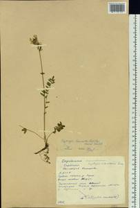 Oxytropis leucantha (Pall.) Pers., Siberia, Yakutia (S5) (Russia)