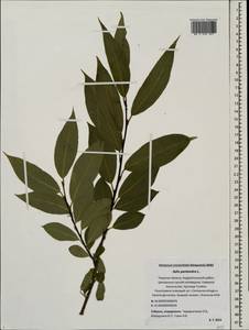 Salix pentandra L., Eastern Europe, North-Western region (E2) (Russia)