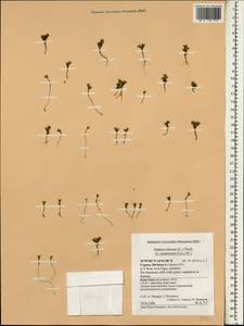 Sedum cespitosum (Cav.) DC., South Asia, South Asia (Asia outside ex-Soviet states and Mongolia) (ASIA) (Cyprus)