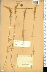 Trisetum flavescens (L.) P.Beauv., Caucasus, Azerbaijan (K6) (Azerbaijan)