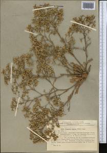 Limonium caspium (Willd.) Gams, Middle Asia, Caspian Ustyurt & Northern Aralia (M8) (Kazakhstan)
