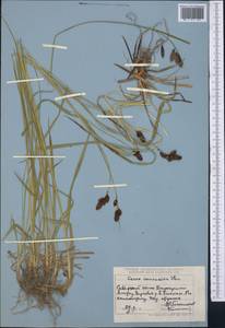 Carex caucasica Steven, Middle Asia, Dzungarian Alatau & Tarbagatai (M5) (Kazakhstan)