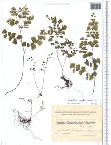 Adiantum capillus-veneris L., Middle Asia, Pamir & Pamiro-Alai (M2) (Tajikistan)