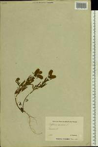 Trifolium arvense L., Eastern Europe, Estonia (E2c) (Estonia)