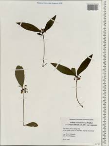 Ardisia crenata subsp. crassinervosa (E. Walker) C. M. Hu & Vidal, South Asia, South Asia (Asia outside ex-Soviet states and Mongolia) (ASIA) (Vietnam)