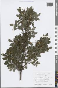 Rosa davurica Pall., Siberia, Russian Far East (S6) (Russia)