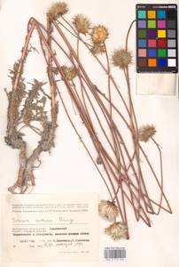 Jurinea cretacea Bunge, Eastern Europe, Lower Volga region (E9) (Russia)