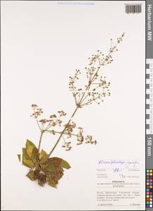 Alisma plantago-aquatica L., Eastern Europe, Middle Volga region (E8) (Russia)