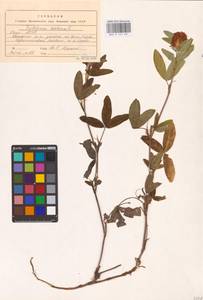 Trifolium medium L., Eastern Europe, Northern region (E1) (Russia)