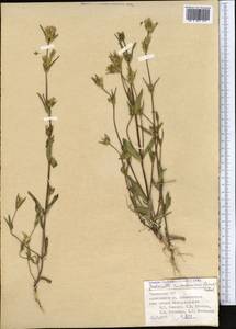 Gentianella turkestanorum (Gandoger) Holub, Middle Asia, Pamir & Pamiro-Alai (M2) (Tajikistan)