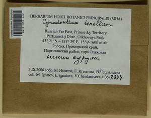 Cynodontium tenellum (Schimp.) Limpr., Bryophytes, Bryophytes - Russian Far East (excl. Chukotka & Kamchatka) (B20) (Russia)