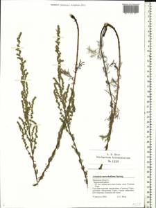 Artemisia marschalliana Spreng., Eastern Europe, Central forest-and-steppe region (E6) (Russia)