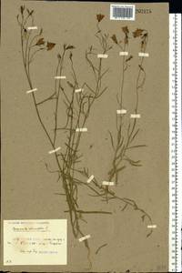 Campanula rotundifolia L., Eastern Europe, Belarus (E3a) (Belarus)