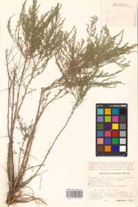 Artemisia taurica Willd., Eastern Europe, Lower Volga region (E9) (Russia)