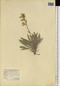 Matthiola fragrans (Fisch.) Bunge, Eastern Europe, Lower Volga region (E9) (Russia)
