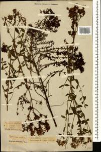 Hypericum perforatum, Caucasus, Krasnodar Krai & Adygea (K1a) (Russia)