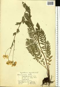 Tanacetum corymbosum subsp. corymbosum, Eastern Europe, Eastern region (E10) (Russia)