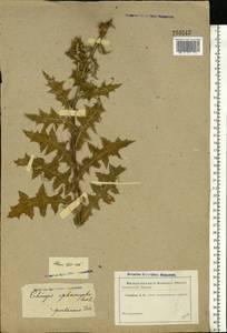 Echinops sphaerocephalus L., Eastern Europe, Rostov Oblast (E12a) (Russia)