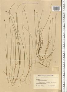 Carex pauciflora Lightf., Eastern Europe, Latvia (E2b) (Latvia)