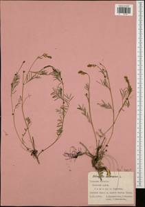 Astragalus austriacus Jacq., Eastern Europe, Central region (E4) (Russia)