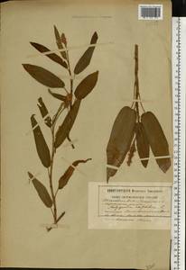 Persicaria amphibia (L.) Gray, Eastern Europe, South Ukrainian region (E12) (Ukraine)