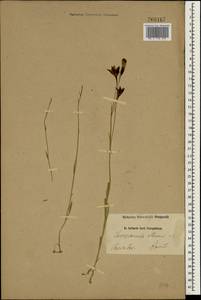 Campanula stevenii M.Bieb., South Asia, South Asia (Asia outside ex-Soviet states and Mongolia) (ASIA) (Iran)