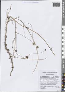 Jasione montana L., Western Europe (EUR) (Spain)