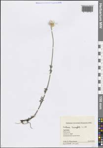 Cota triumfettii (L.) Gay, Caucasus, Armenia (K5) (Armenia)