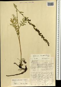 Artemisia laciniata subsp. laciniata, Mongolia (MONG) (Mongolia)