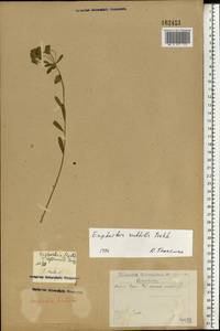 Euphorbia microcarpa (Prokh.) Krylov, Eastern Europe, Eastern region (E10) (Russia)