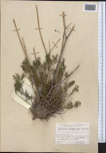 Dichoropetalum platycarpum (Boiss.) Pimenov & Kljuykov, Middle Asia, Kopet Dag, Badkhyz, Small & Great Balkhan (M1) (Turkmenistan)