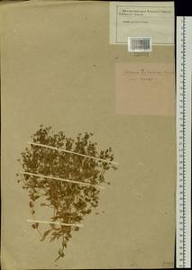 Mesostemma dichotomum (L.) Arabi, Rabeler & Zarre, Siberia, Baikal & Transbaikal region (S4) (Russia)