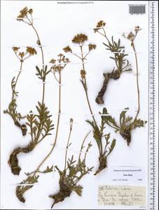 Patrinia intermedia (Hornem.) Roem. & Schult., Middle Asia, Northern & Central Tian Shan (M4) (Kazakhstan)