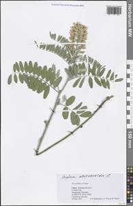 Sophora alopecuroides L., South Asia, South Asia (Asia outside ex-Soviet states and Mongolia) (ASIA) (China)