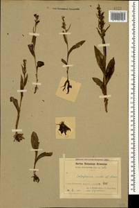 Dactylorhiza viridis (L.) R.M.Bateman, Pridgeon & M.W.Chase, Caucasus, Armenia (K5) (Armenia)