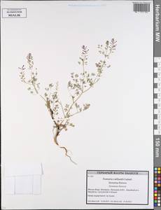 Fumaria vaillantii Loisel., Eastern Europe, Belarus (E3a) (Belarus)