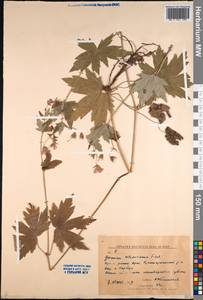 Geranium wlassovianum Fisch. ex Link, Siberia, Russian Far East (S6) (Russia)