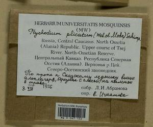 Lescuraea plicata (Schleich. ex F. Weber & D. Mohr) Lindb., Bryophytes, Bryophytes - North Caucasus & Ciscaucasia (B12) (Russia)