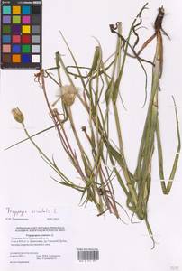 Tragopogon orientalis L., Eastern Europe, Central region (E4) (Russia)