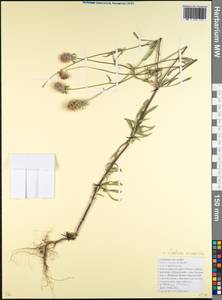 Lomelosia micrantha (Desf.) Greuter & Burdet, Caucasus, Black Sea Shore (from Novorossiysk to Adler) (K3) (Russia)