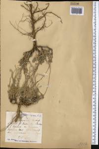 Artemisia sublessingiana (Keller) Krasch. ex Poljakov, Middle Asia, Muyunkumy, Balkhash & Betpak-Dala (M9) (Kazakhstan)
