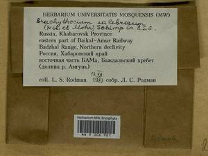 Brachythecium salebrosum (Hoffm. ex F. Weber & D. Mohr) Schimp., Bryophytes, Bryophytes - Russian Far East (excl. Chukotka & Kamchatka) (B20) (Russia)