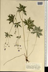Geranium pseudosibiricum J. Mayer, Mongolia (MONG) (Mongolia)