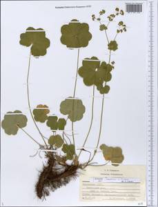 Alchemilla ventiana V. N. Tikhom., Eastern Europe, Middle Volga region (E8) (Russia)