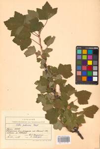 Ribes spicatum E.Robson, Eastern Europe, Northern region (E1) (Russia)