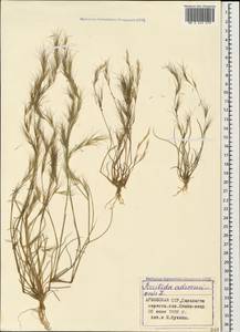 Aristida adscensionis L., Caucasus, Armenia (K5) (Armenia)