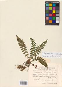 Polystichum braunii (Spenn.) Fée, Eastern Europe, West Ukrainian region (E13) (Ukraine)