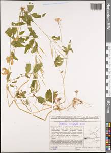 Cardamine macrophylla Willd., Siberia, Altai & Sayany Mountains (S2) (Russia)